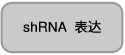 shRNA 表达